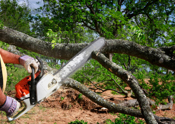 Sweet Home, OR Tree Services Company